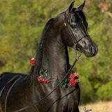Telegram profile photo for الاسطورة قناه خواطر قناه كبريا. قناه الحزن عشاق الخيل. صور خيول رسايل شوق. رسايل عتاب. حروف العشق. رسايل للعشاق. رسايل رمنسه