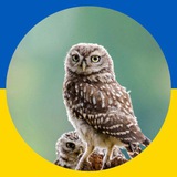 Telegram profile photo for 🦉 Сова іронічна ✙ 🍉🦈✈️ | #УкрТґ