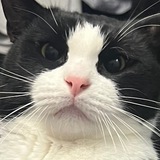 Telegram profile photo for мелкая пакостница