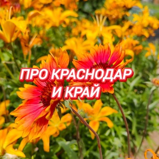 Telegram profile photo for ПРО Краснодар и край
