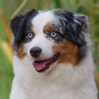 Telegram profile photo for Ave Dinornis миниатюрная американская овчарка (миниаусси)