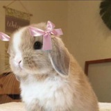 Telegram profile photo for 𝅘𝅥 tiddles, cat-doll! cherubic damsels o’ loolipops scent 🎀 𓂋 𓈒