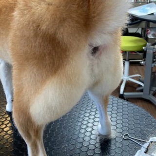 Telegram profile photo for DogeButt Canal