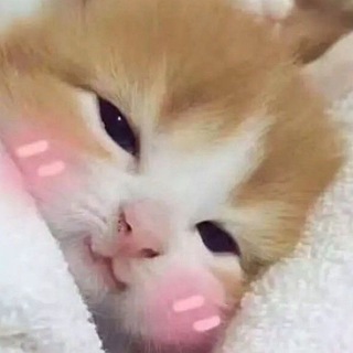 Telegram group profile photo for 小猫的聊天群