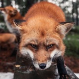 Telegram profile photo for Шокированная лиса в шоке
