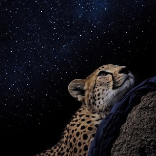 Telegram profile photo for رِبـيــكا