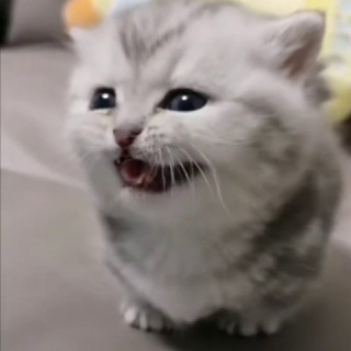 Telegram profile photo for Мини котямбусы
