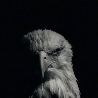 Telegram profile photo for 🦅Eaglecalls🦅