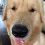 Telegram profile photo for GoldenCEOCoin