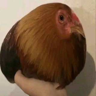 Telegram profile photo for shitposting
