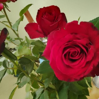 Telegram profile photo for 🌹Atirgulim🌹