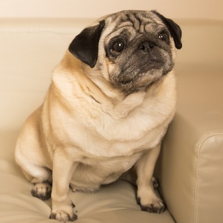 Telegram profile photo for TELECARLINO