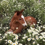 Telegram profile photo for horses time🐎🪷