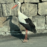 Telegram profile photo for Ես ստեղ եմ