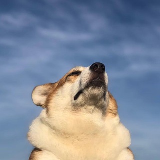 Telegram profile photo for 狗头-通知频道