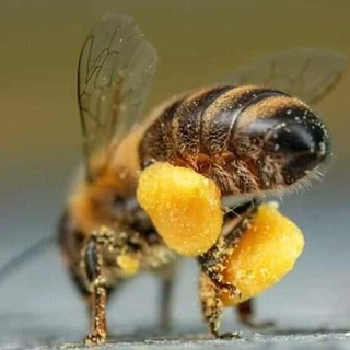 Telegram profile photo for كتب خاصة بالنحل beekeeper book 🐝🇩🇿