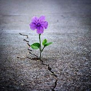 Telegram profile photo for 🌸 کانال رسمی م.فروردین