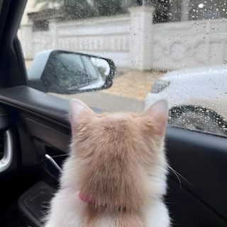Telegram profile photo for زَهراء .