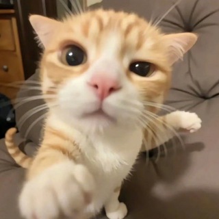 Telegram profile photo for topo