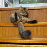 Telegram profile photo for Заработок звёзд от Кота