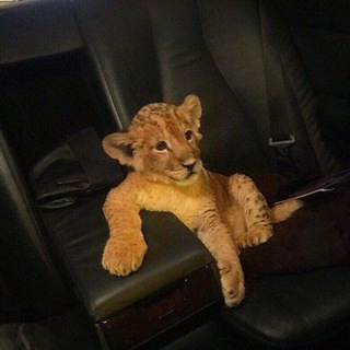 Telegram profile photo for ARIM | INFO 🦁