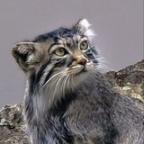 Telegram profile photo for Котики каждый день — кошки котята коты Картинки фото арты рисунки тату как нарисовать кошка котенок котэ коте смешные милые злой
