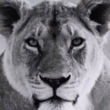 Telegram profile photo for свободный контент