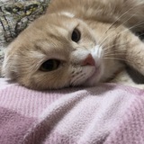 Telegram profile photo for кулебяша