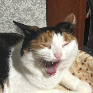 Telegram profile photo for Сырочья жизнь