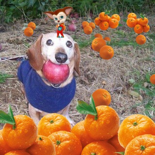 Telegram profile photo for Солевой склад🍊