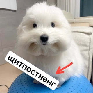 Telegram profile photo for Щитпостная им. Дмитрия