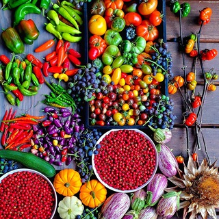 Telegram profile photo for 🍁فروش انواع بذرهای وارداتی🍁