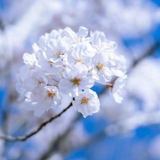 Telegram profile photo for حَنْينٌ للَّهِ