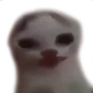 Telegram profile photo for 144P CAT