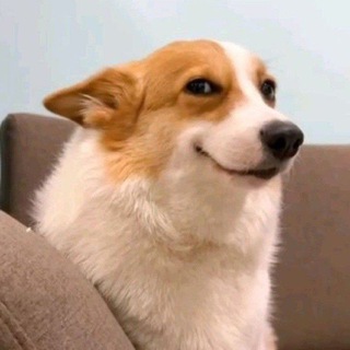Telegram profile photo for просто пес щитпостит