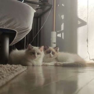 Telegram profile photo for Lychee & Coconut & Memes