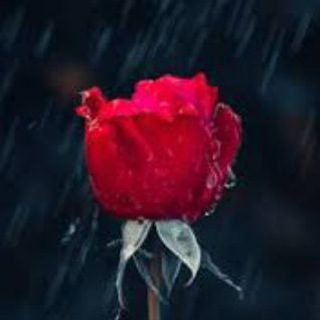 Telegram profile photo for قرآن Quran