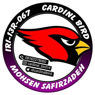 Telegram profile photo for Cardinal bird