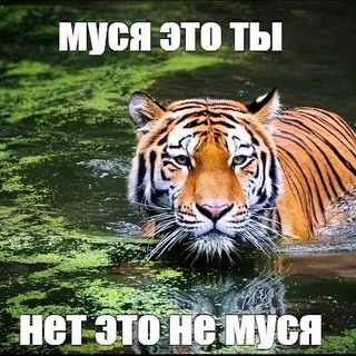 Telegram profile photo for муся