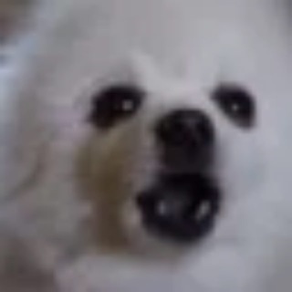 Telegram profile photo for barking dog