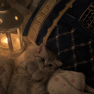 Telegram profile photo for قلبّ السماء