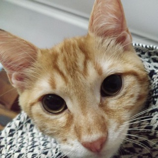 Telegram profile photo for Kedistan