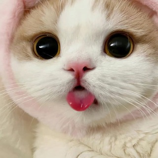 Telegram profile photo for portal