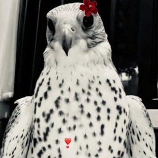Telegram profile photo for َ