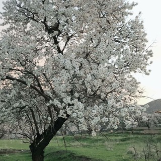 Telegram profile photo for کانال رسمی روستای آراقلعه