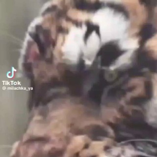Telegram profile photo for ТИГР