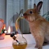 Telegram profile photo for Rabbit postings