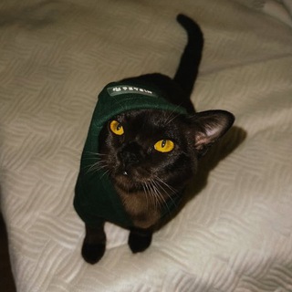Telegram profile photo for Дневник лудомана🐈⬛