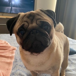 Telegram profile photo for орешкин