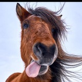 Telegram profile photo for Bojack horseman